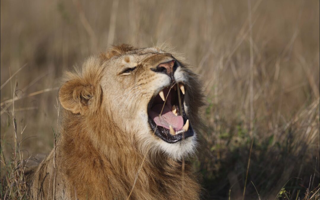 Is it your time to roar?